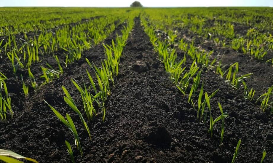 Wpływ przepuszczalności gleby na jakość pszenicy plonów