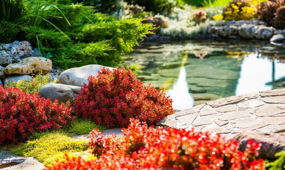 Jadalny głóg jako element ogrodu przyjaznego dla zwierząt