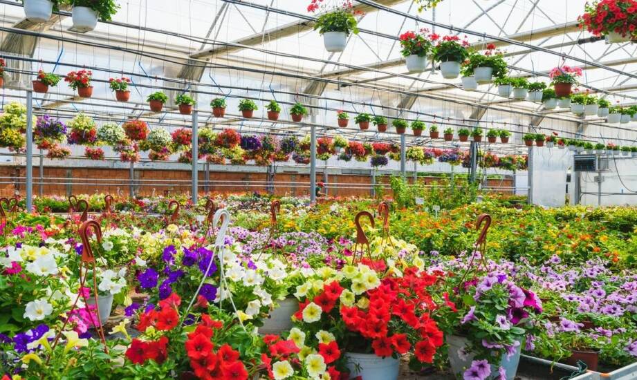 Znaczenie jakości roślin ze szkółki dla sukcesu w aranżacji ogrodu.