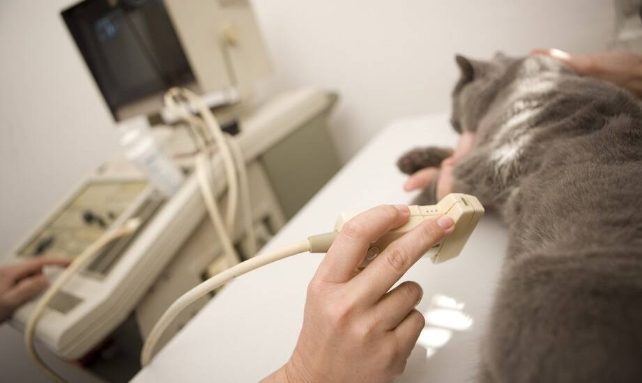 Rola USG w diagnozowaniu problemów zdrowotnych u małych zwierząt