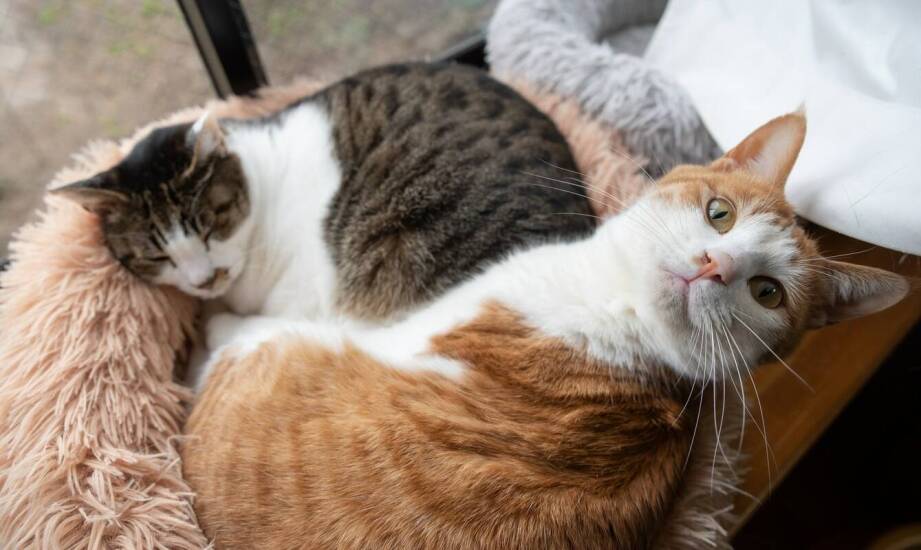 Odrobaczanie kota: jakie objawy mogą wskazywać na potrzebę tego zabiegu?