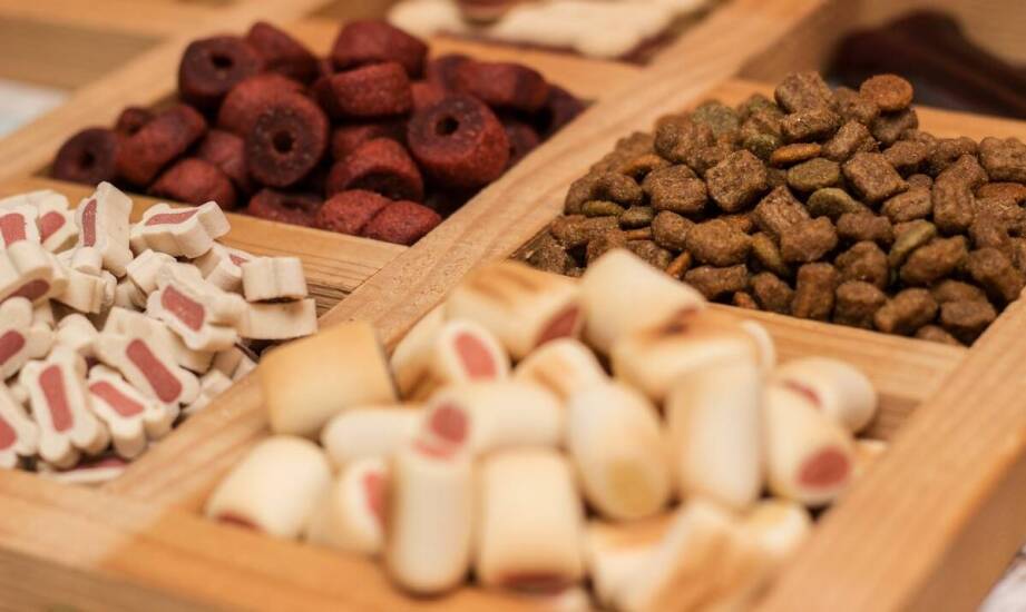 Jak właściwie przechowywać szampon dla psa na pchły, aby zachować jego skuteczność?