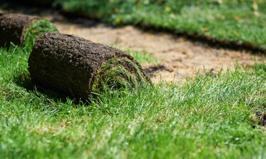 Najważniejsze kroki w zakładaniu trawnika przy użyciu nasion traw