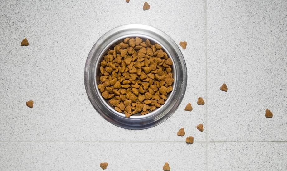 Czego unikać w diecie shiba, aby zapewnić mu zdrowie?