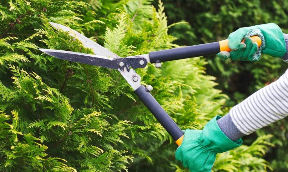 Nowoczesne technologie w kowadełkowych sekatorach – co warto wiedzieć?