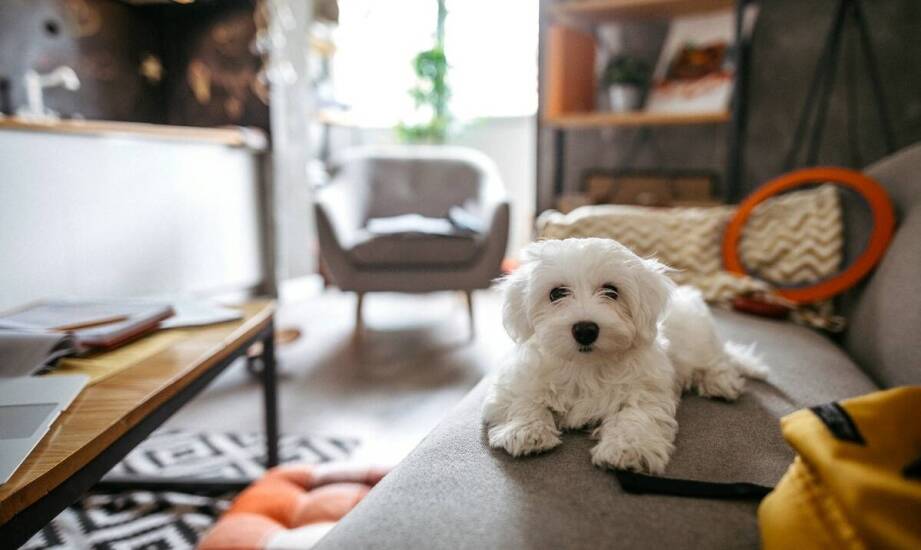 Jak zapewnić włoskiemu wyżłowi krótkowłosemu odpowiednie warunki domowe?