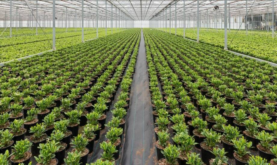 Zalety wielosezonowych folii dla profesjonalnych upraw ogrodniczych