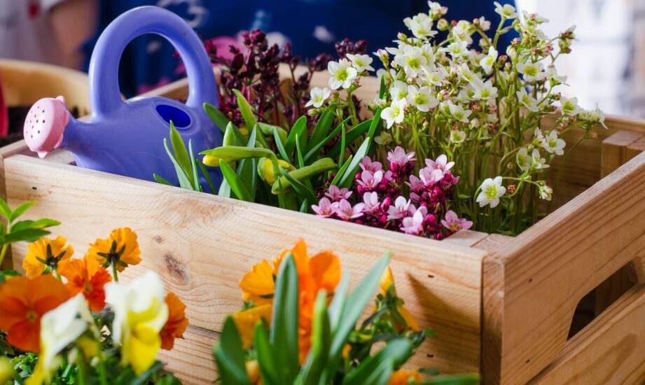 Jak zmaksymalizować efektywność uprawy dzięki 60-centymetrowym skrzynkom balkonowym?