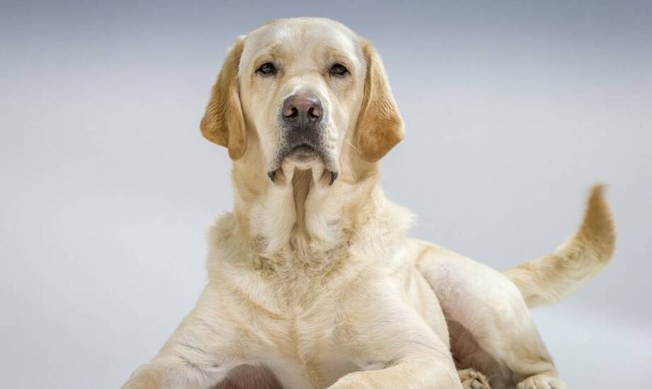 W jaki sposób polskie hodowle promują rasę kangala?