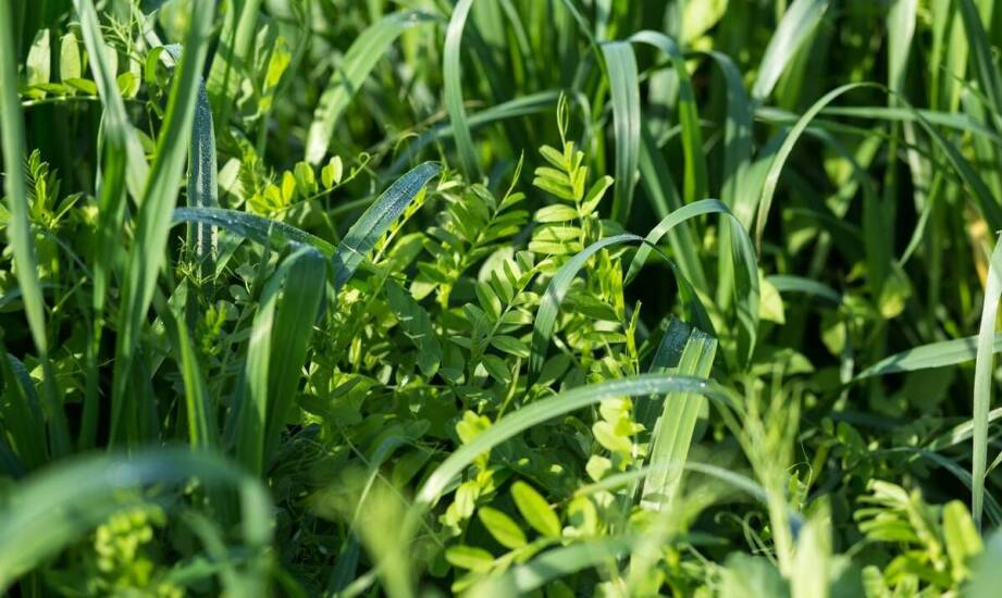 Zastosowanie trawnych mieszanek w zintegrowanych systemach upraw