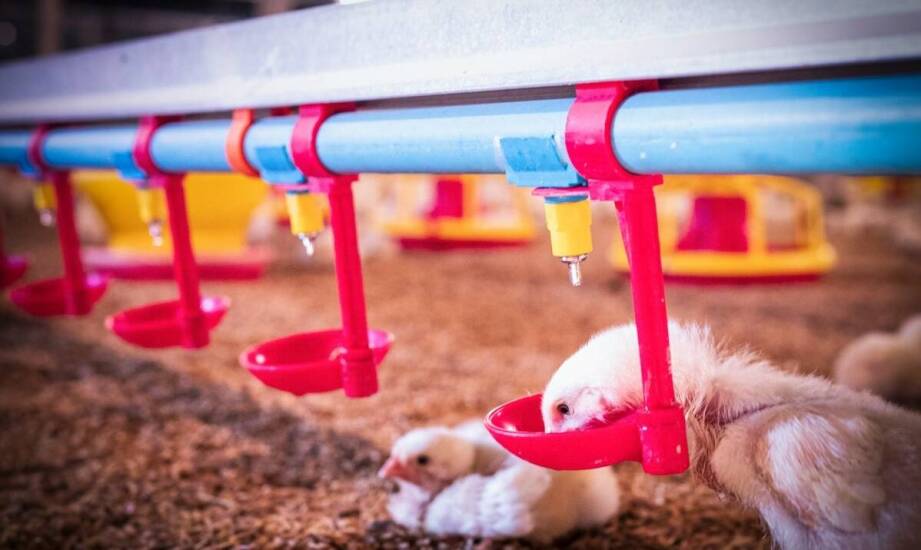 Jak uzdatniona woda wspiera rozwój młodych piskląt?