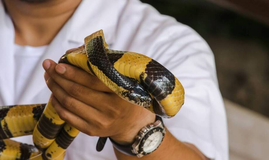 Kompleksowa opieka nad egzotycznymi zwierzętami w weterynaryjnej lecznicy
