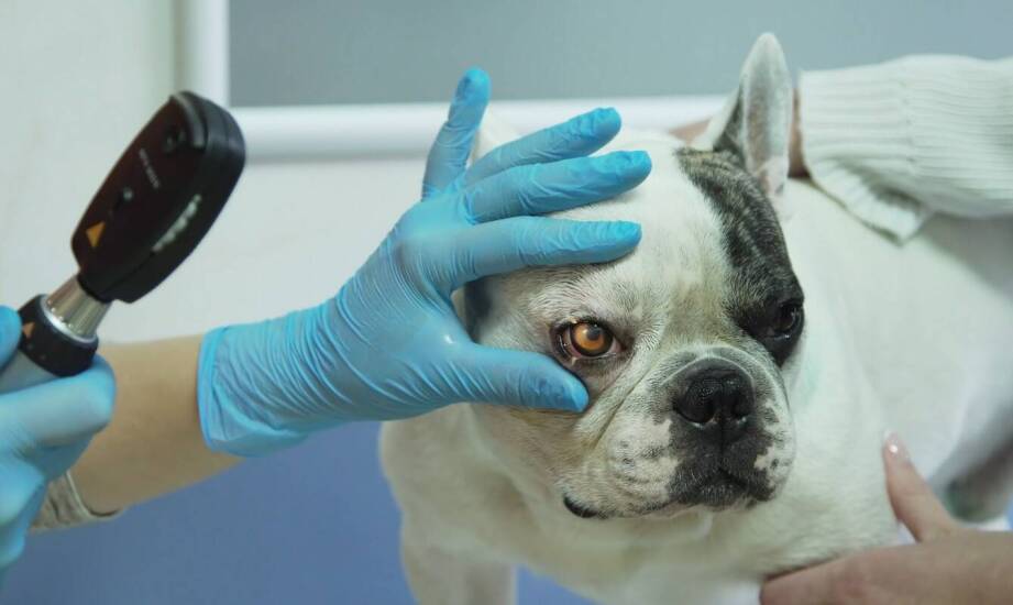 Profilaktyka chorób skóry u zwierząt – jak wspierać ją z pomocą weterynaryjnego dermatologa?