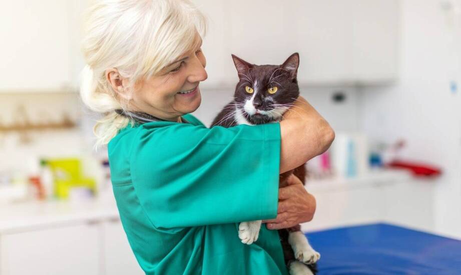 Znaczenie jakościowej dokumentacji zdrowotnej w hodowli kotów.