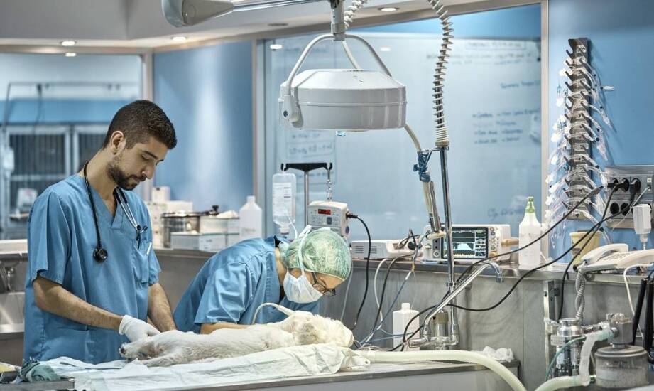 Całodobowy weterynarz: jak zapewniamy szybki dostęp do medycznej opieki?