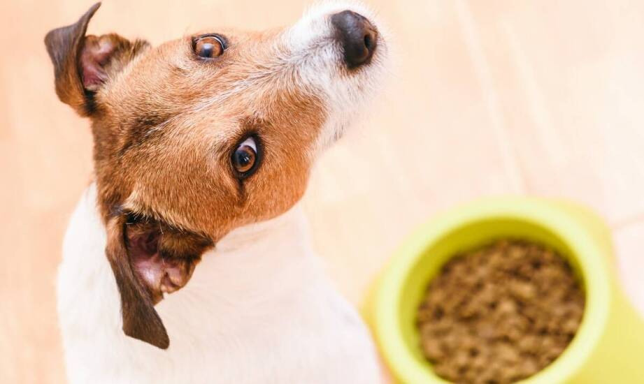 Naturea: Jak zdrowa dieta wpływa na zachowanie psa?