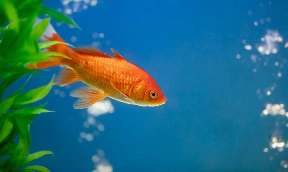 Akwarium na zamówienie a standardowe rozwiązania – co wybrać?