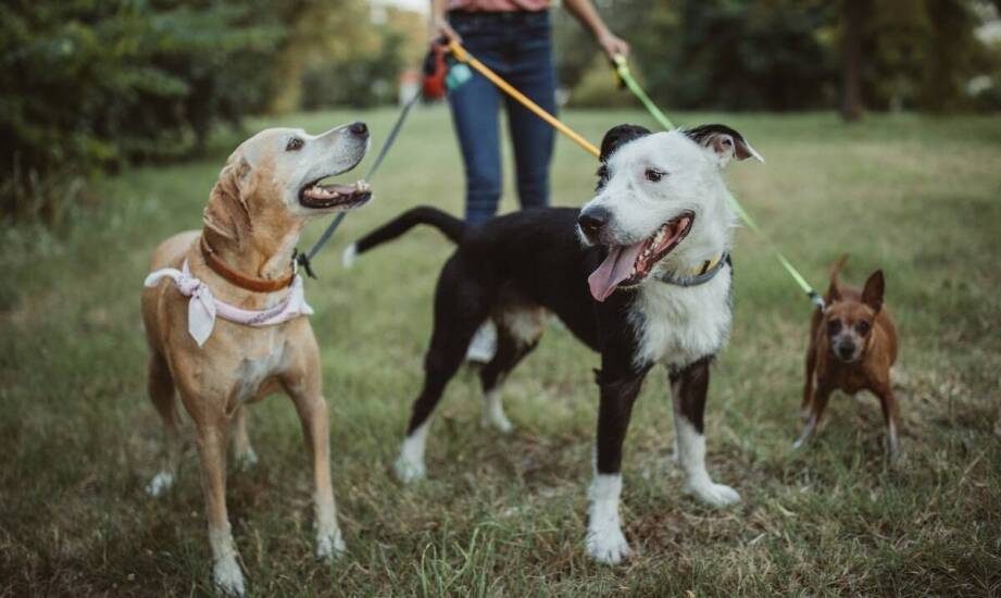 Modne wzory na smyczach i obrożach: przegląd najnowszych trendów