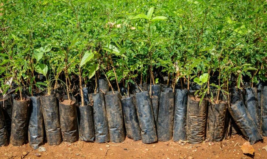 Jakie są najczęstsze choroby atakujące sadzonki orzecha włoskiego i jak im zapobiegać?