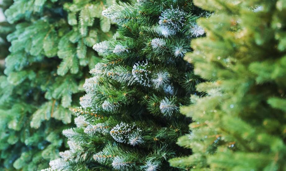Zalety stosowania świerków srebrnych w formie żywopłotów