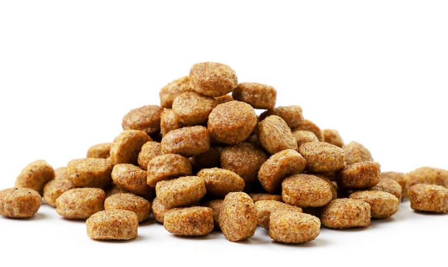 Jak insekty w suchej karmie wpływają na zdrowie kota?