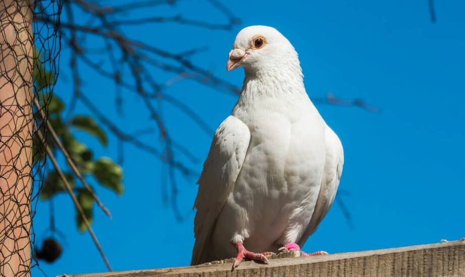 Jak karma wpływa na energię i wytrzymałość gołębi pocztowych?
