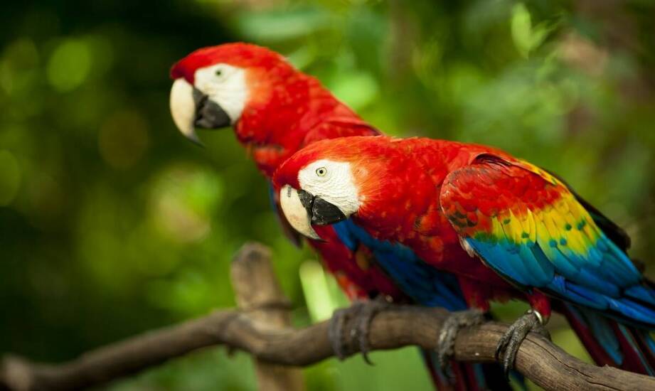 Czym różni się dieta młodych osobników boa od dorosłych osobników?