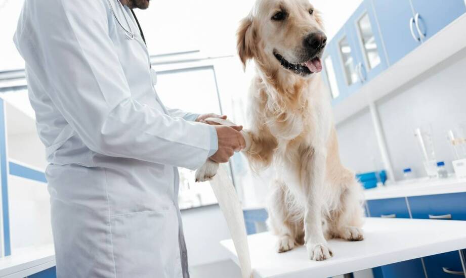 Jak całodobowy weterynarz pomaga w nagłych przypadkach dermatologicznych?