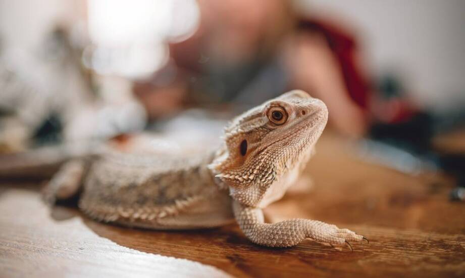Jakie są najczęstsze pytania klientów dotyczące cennika preparowania zwierząt?