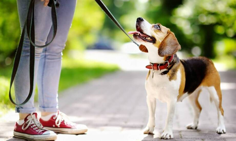 Zajęcia z nosework: jak rozwijają naturalne instynkty psa?