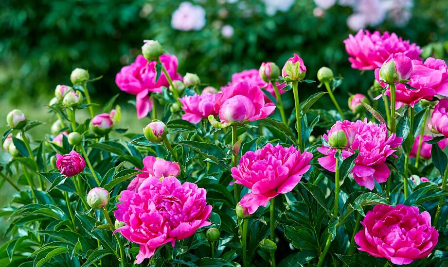 Piwonie sadzonki: Jakie rośliny najlepiej komponują się z nimi w ogrodzie?