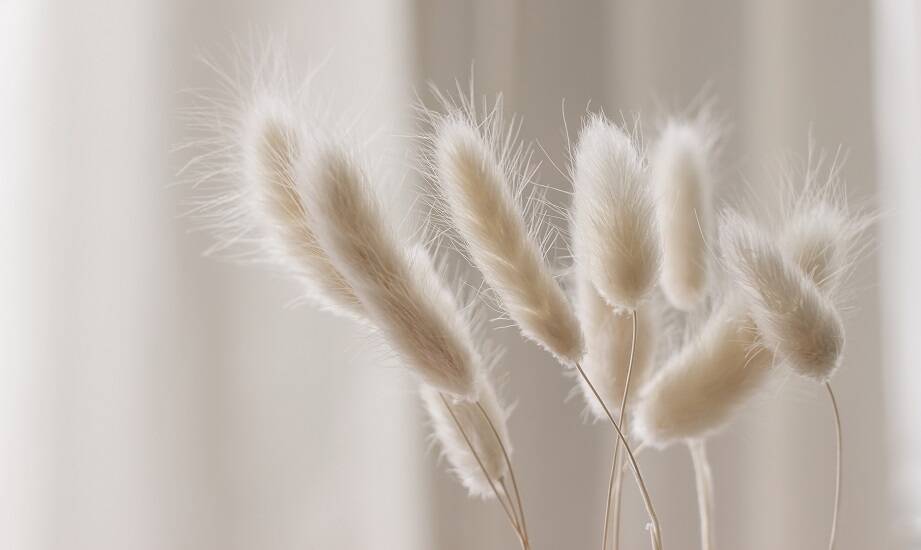 Dmuszek jajowaty: od pola do wazonu – proces uprawy i pielęgnacji