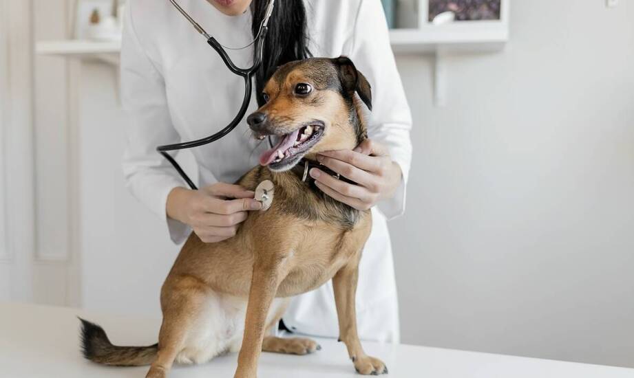 Jakie są korzyści z regularnych wizyt kontrolnych w naszej przychodni weterynaryjnej?