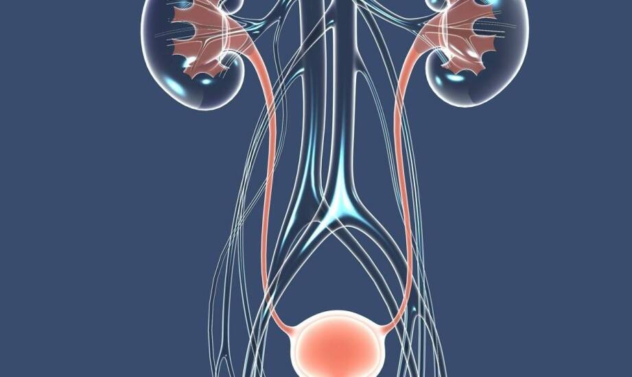 Wpływ kamicy nerkowej na funkcjonowanie układu moczowego