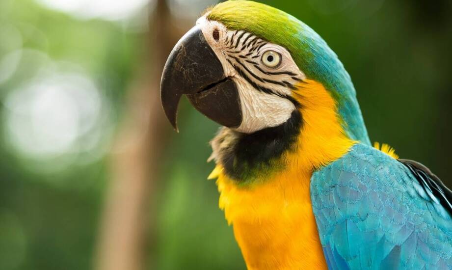 Opieka nad egzotycznymi zwierzętami: jakie kosmetyczne zabiegi oferujemy?