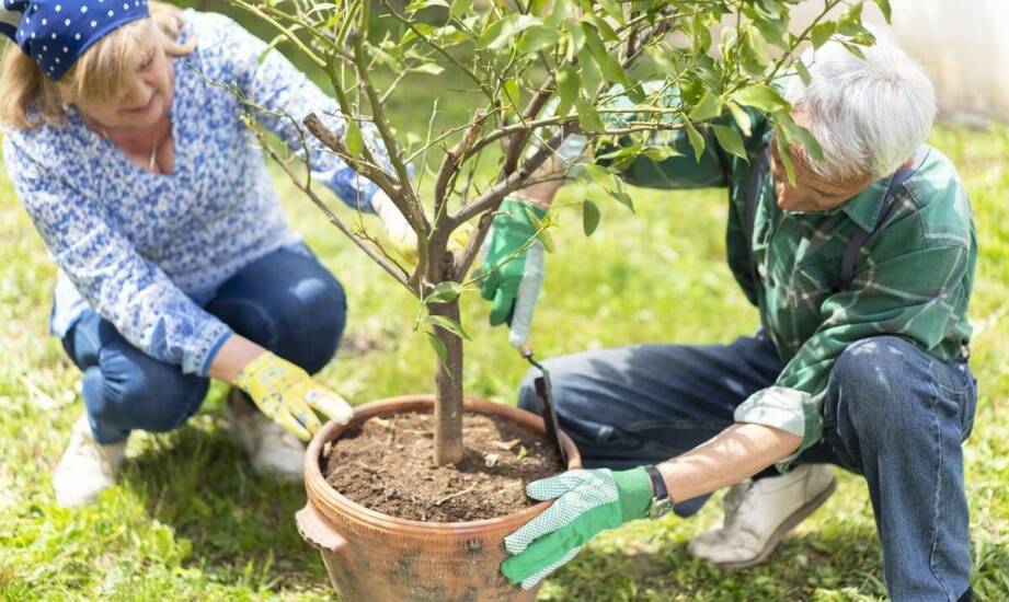 Jak producent owocowych drzewek może pomóc w wyborze odpowiednich gatunków dla Twojego ogrodu?