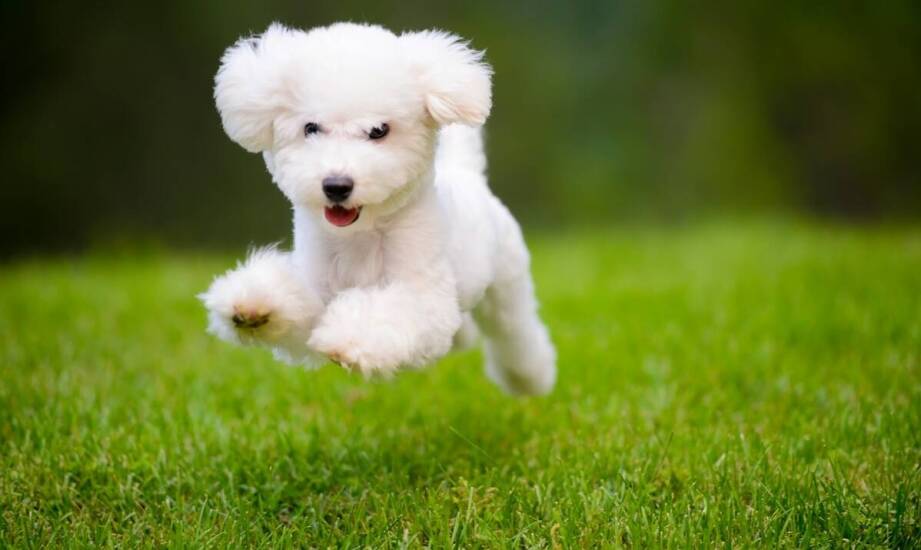 Jak zmienia się kondycja fizyczna psa przy regularnym stosowaniu Acany Pacifica?