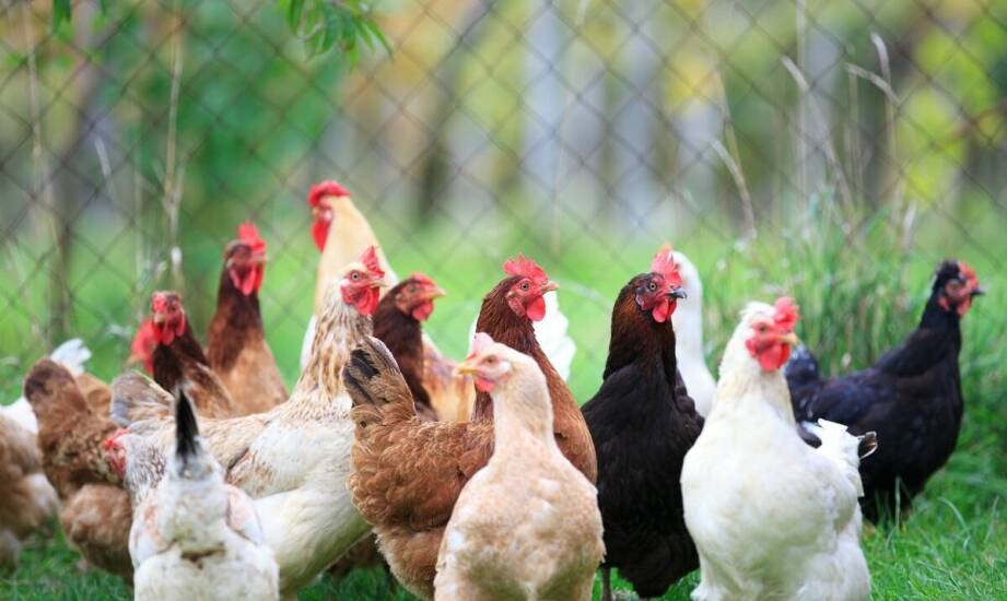 Dlaczego warto stosować promotory wzrostu w hodowli drobiu?