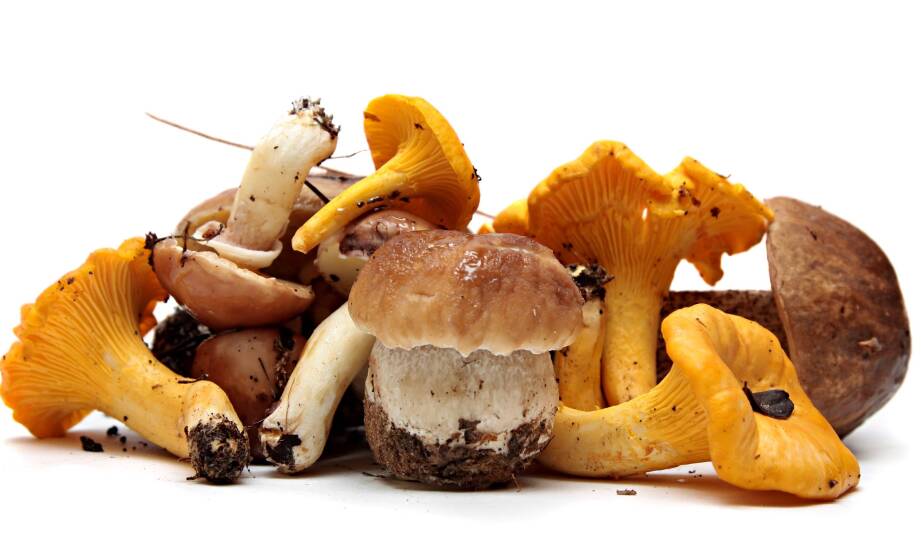 The Role of Mushroom Diversity in Wholesale Offerings for Culinary Creativity