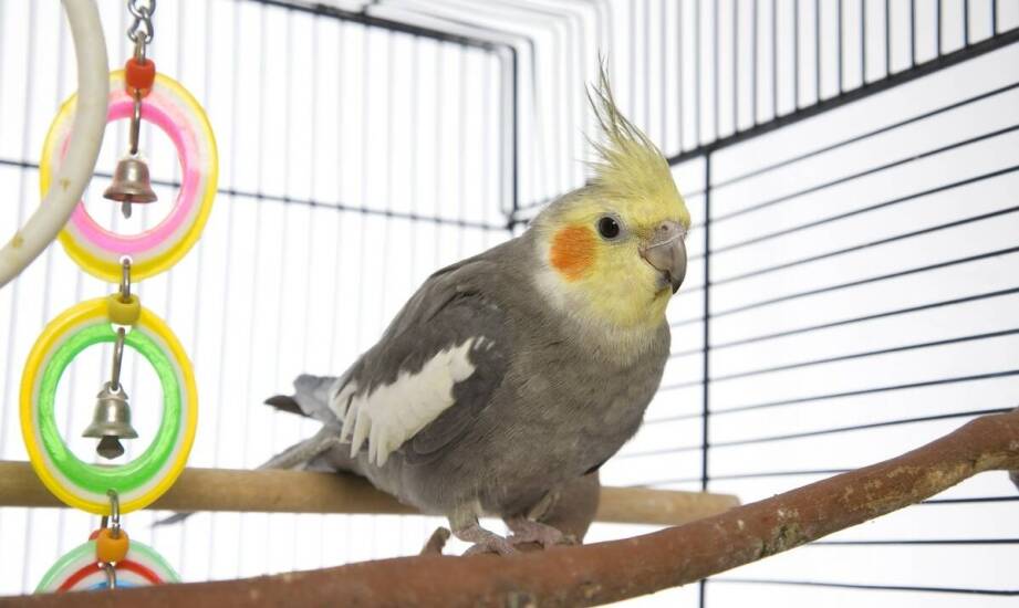 Jak wyposażyć klatkę dla szczura lub chomika?