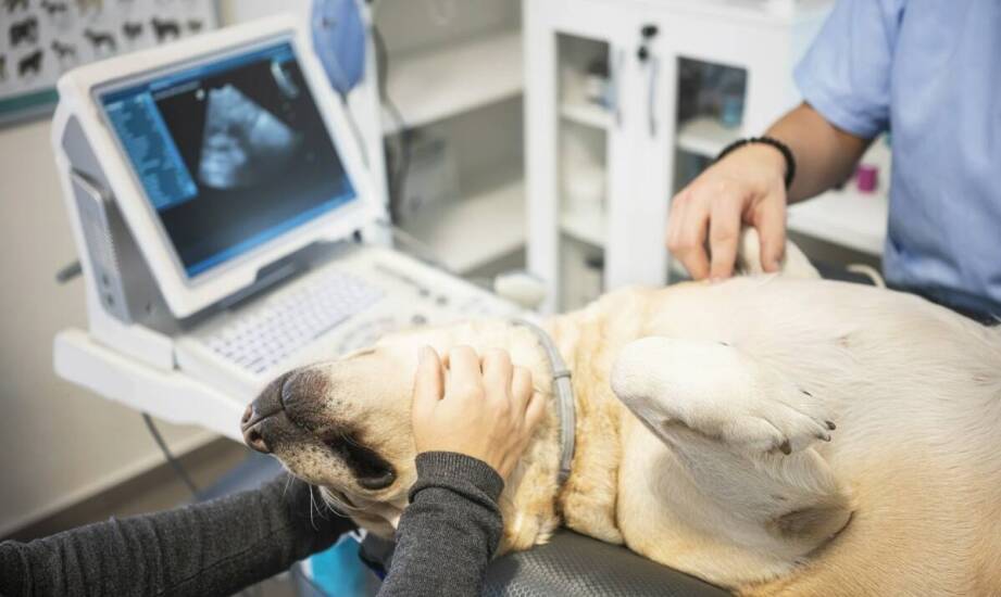 Jak RTG pomaga w leczeniu ortopedycznych chorób u zwierząt?