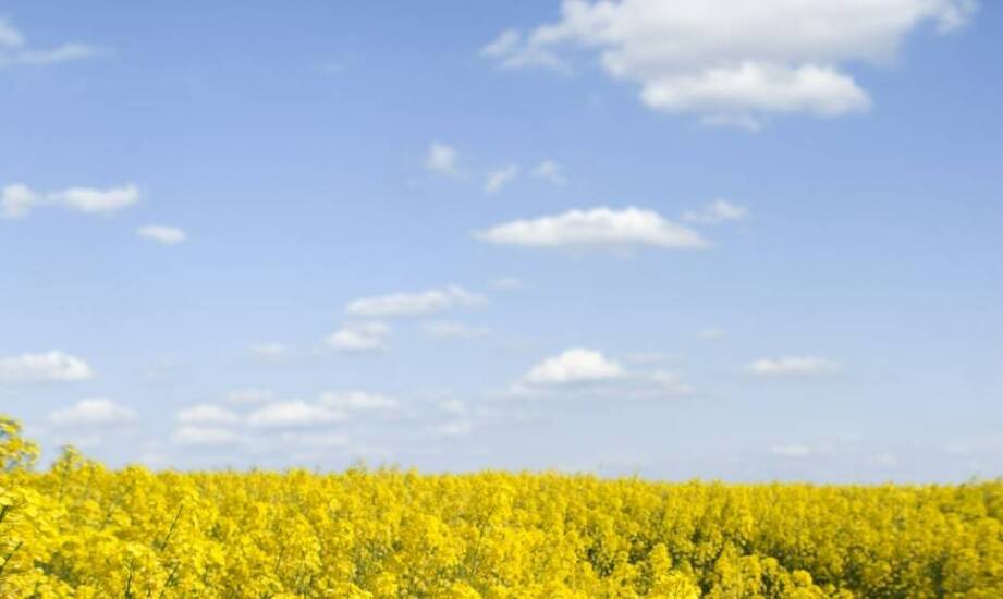 Rośliny bobowate na poplon: klucz do poprawy żyzności gleby