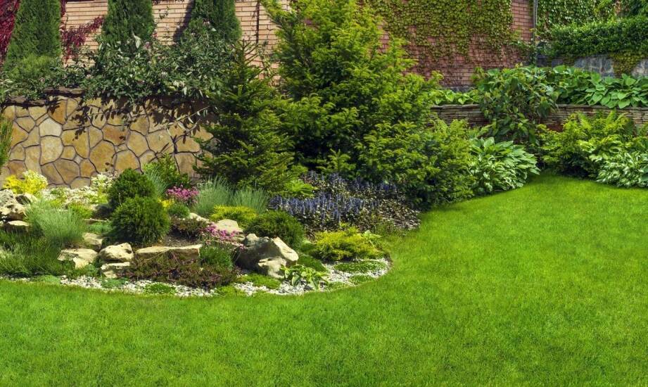 Jakie gatunki traw najlepiej rosną w cieniu?