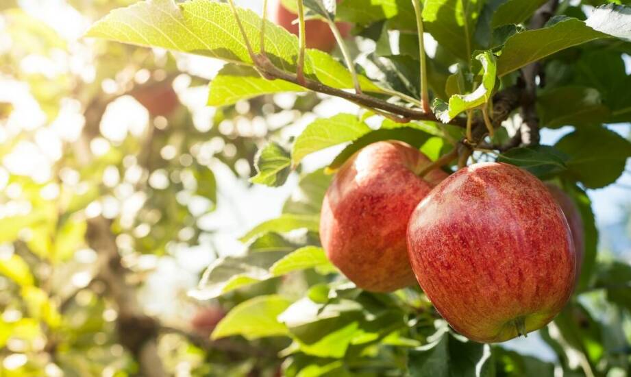 Jakie elementy składają się na sukces uprawy owocowych drzew?