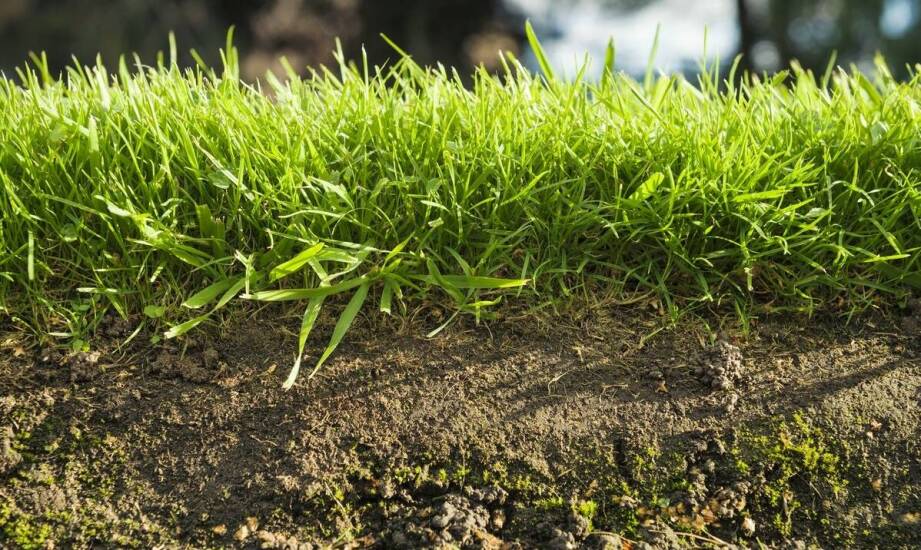 Wpływ jakości nasion na zdrowie i długowieczność trawnika