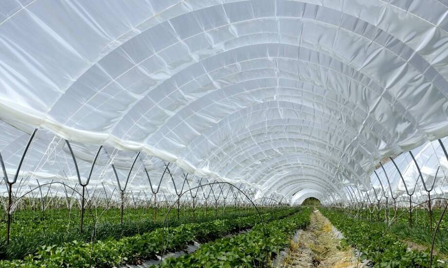 Technologia wirników z krzemionkowym żelem a efektywność osuszania w szklarniach