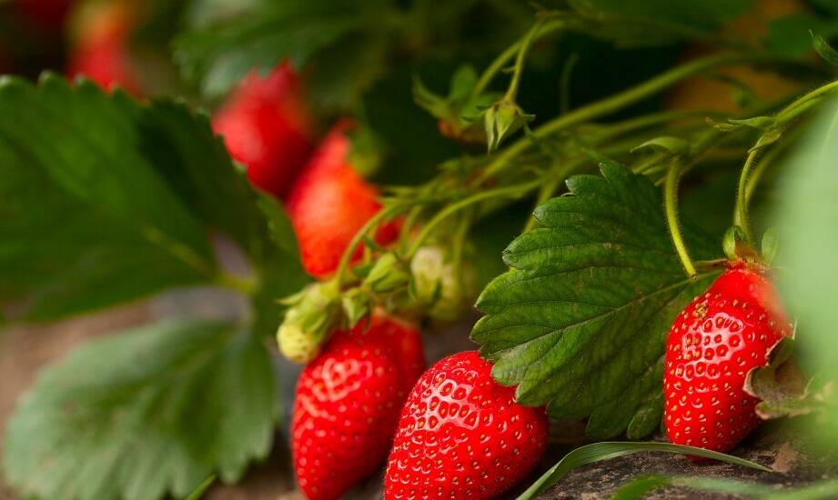 Rola nawożenia w poprawie jakości owoców truskawek