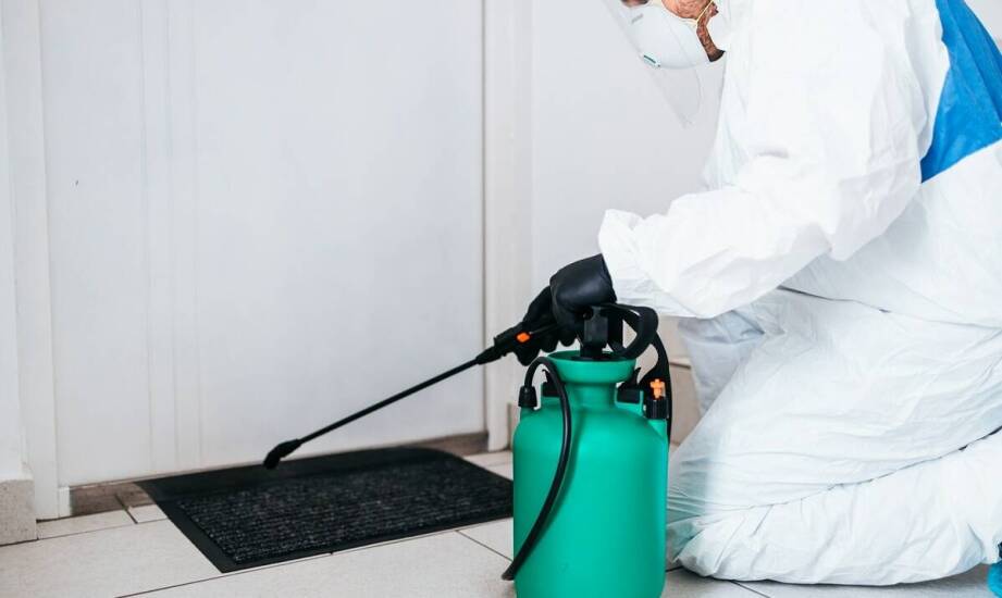 Proces profesjonalnego usuwania pluskiew – krok po kroku