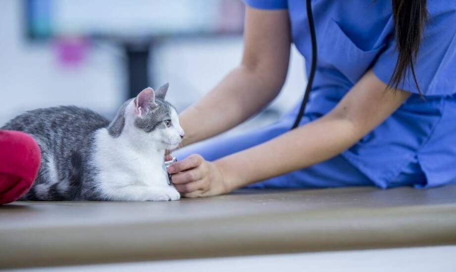 Zapobieganie chorobom zakaźnym u kotów: rola weterynarza w Brwinowie