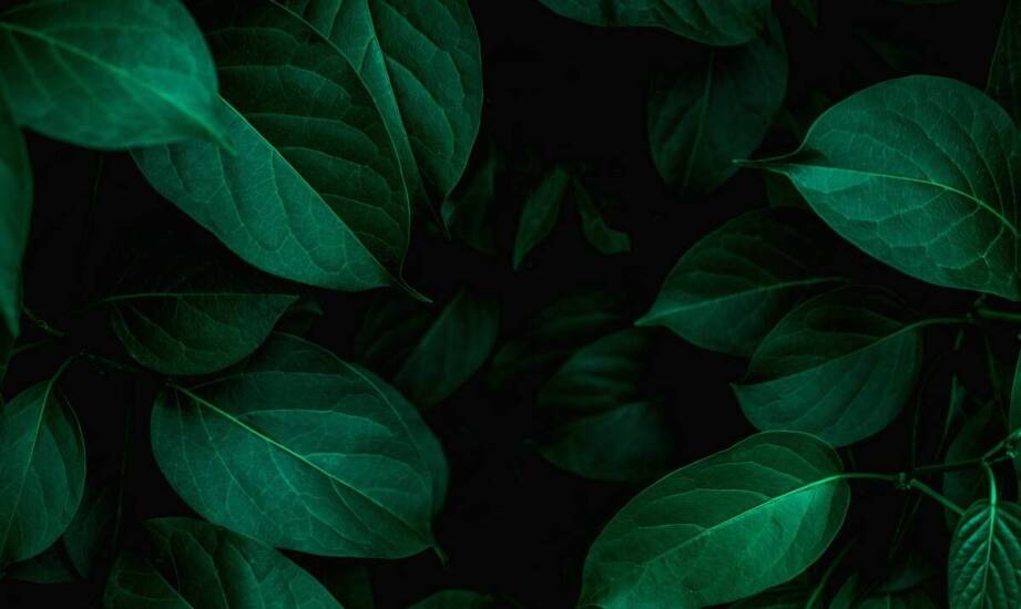 Jak Caralotion może wspomóc w walce z problemami skórnymi?